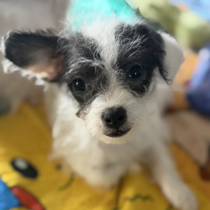 A baby small-sized female White / Cream Maltese dog named Evee for adoption in Baton Rouge, LA