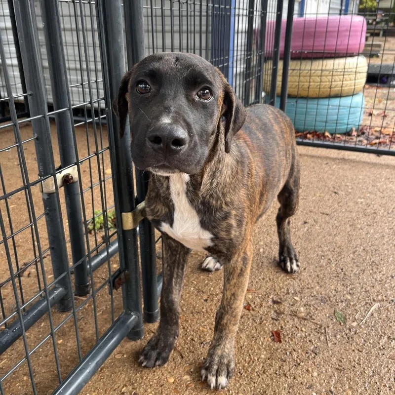A baby medium-sized male Brindle Mixed Breed dog named Drumstick for adoption in Clarksville, AR