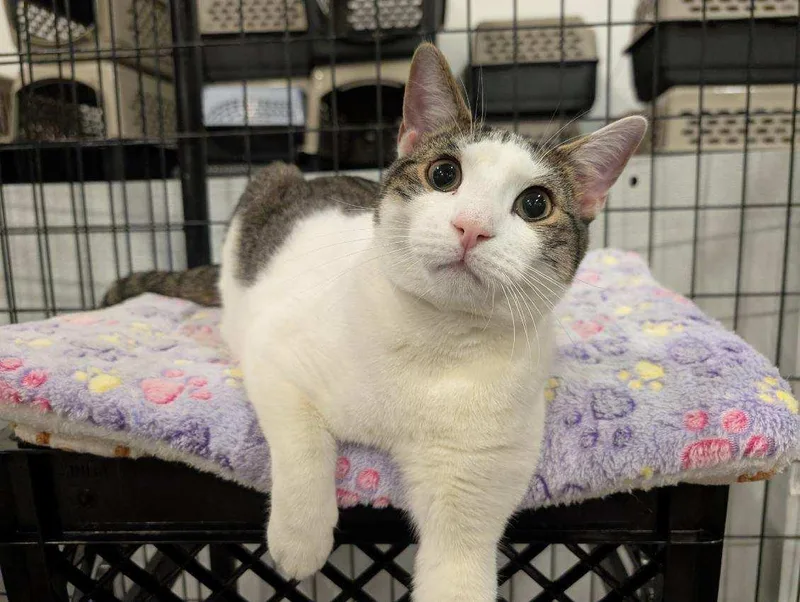 An adult medium-sized male Tabby (Brown / Chocolate) Domestic Short Hair cat named Quico for adoption in Columbus, OH