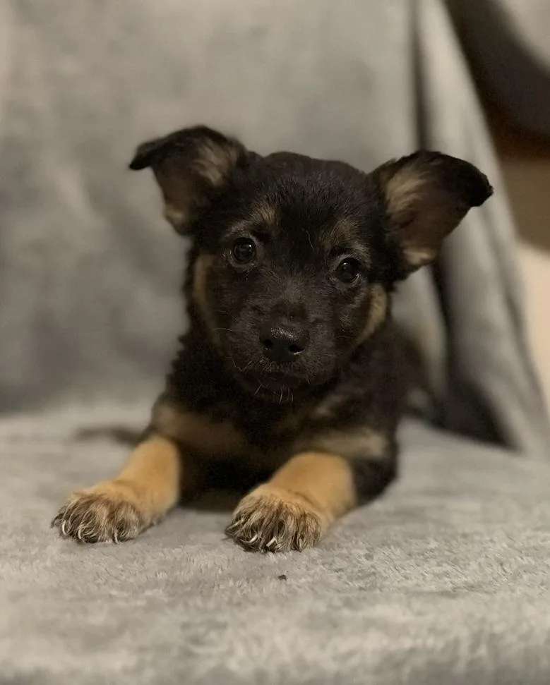 A baby medium-sized female Tricolor (Brown, Black, & White) Shepherd dog named Monday for adoption in Cheektowaga, NY