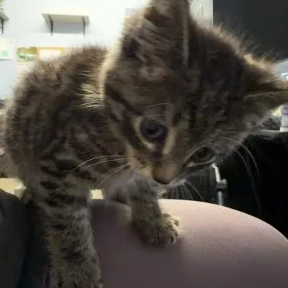 A baby medium-sized male Gray / Blue / Silver Domestic Short Hair cat named Timothy at Petco for adoption in Rapid City, SD