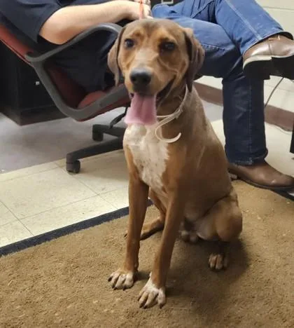 An adult large-sized male Mixed Breed dog named Dune Buggy for adoption in Fairfax, VA