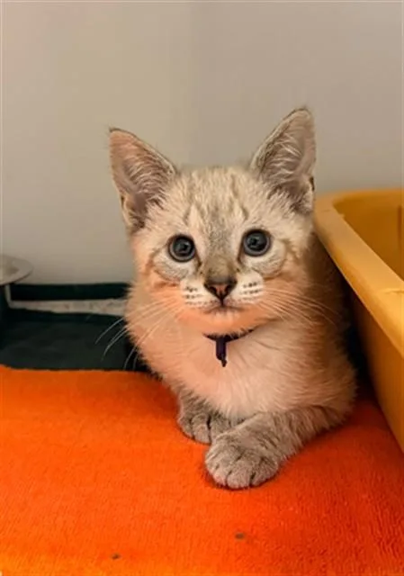 A baby small-sized female Domestic Short Hair cat named Starla for adoption in Statesville, NC