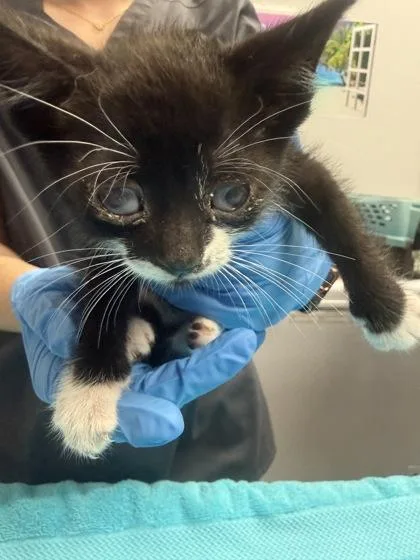 A young small-sized male Domestic Short Hair cat named B Munchi for adoption in North Charleston, SC