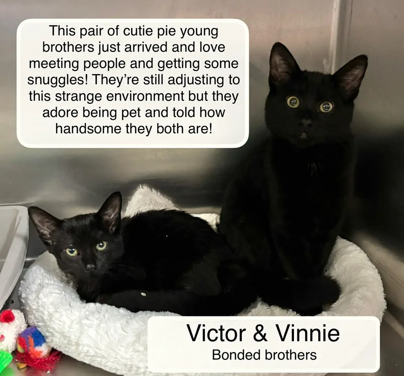 Victor And Vinnie