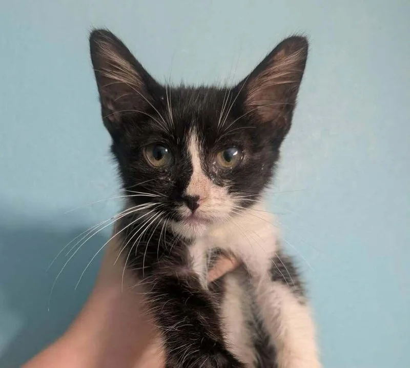 A baby small-sized female Black & White / Tuxedo Domestic Short Hair cat named Star for adoption in Metamora, IL