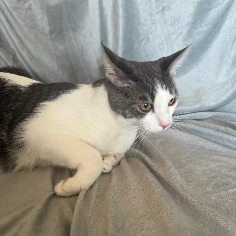 An adult small-sized male Gray / Blue / Silver Domestic Short Hair cat named Monty for adoption in Brea, CA