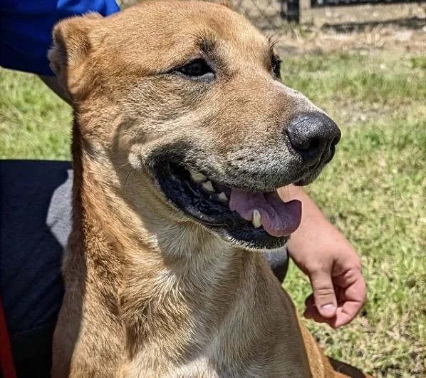 An adult medium-sized male German Shepherd Dog dog named Goalie for adoption in Houston, TX
