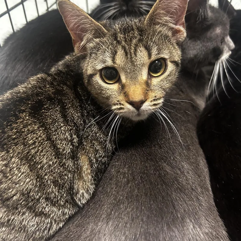A young medium-sized female Black Domestic Short Hair cat named Kyllo for adoption in Philadelphia, PA