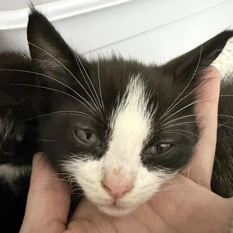 A baby small-sized male Domestic Medium Hair cat named Wally for adoption in Franklin, NC