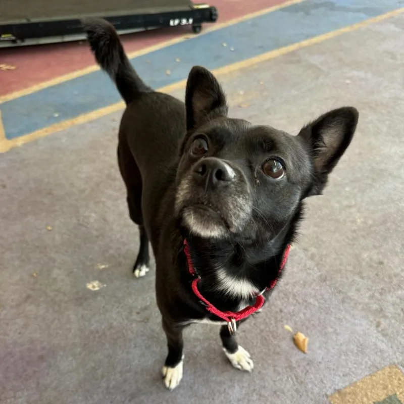 An adult medium-sized male Black Mixed Breed dog named Pico for adoption in Titusville, FL