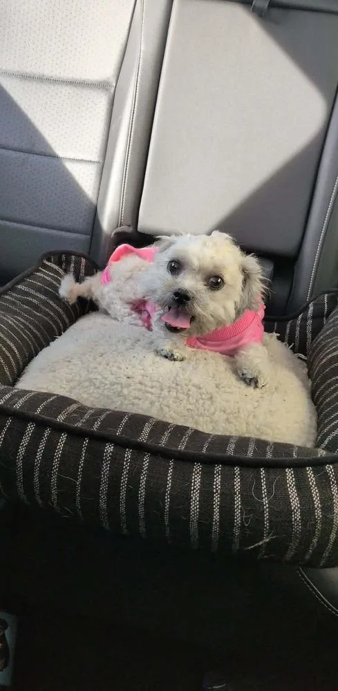 A young small-sized female Shih Tzu dog named Venus for adoption in Mission Viejo, CA