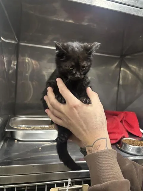 A young small-sized male Domestic Short Hair cat named Tadpole for adoption in Albuquerque, NM