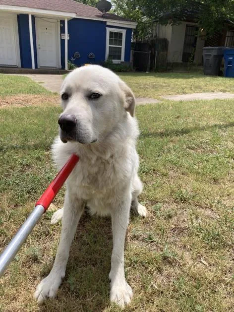An adult large-sized male Mixed Breed dog named Mark for adoption in Dallas, TX