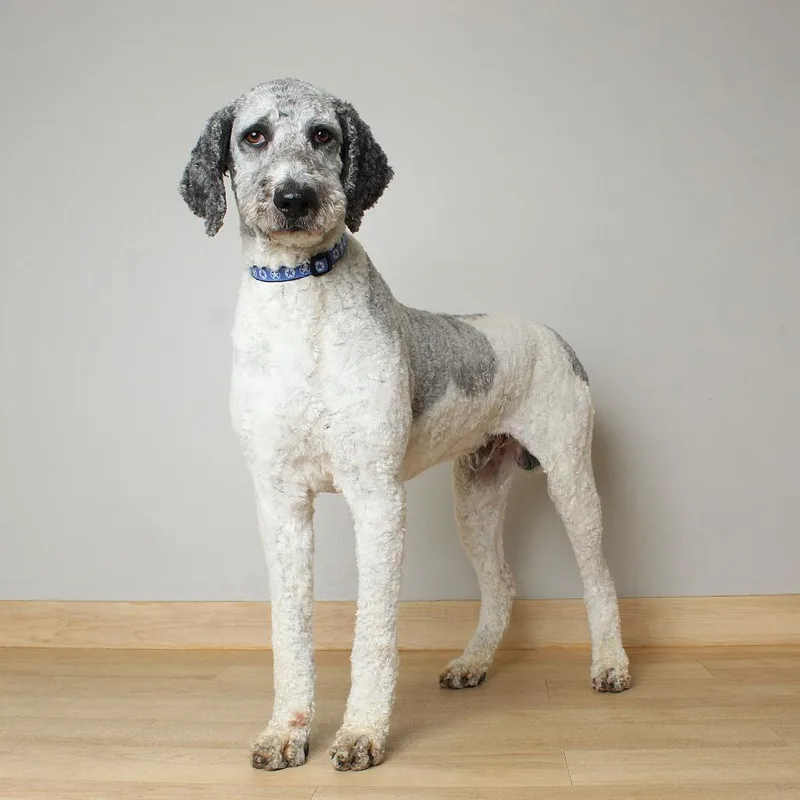 An adult large-sized male Gray / Blue / Silver Standard Poodle dog named Galileo D for adoption in Minnetonka, MN