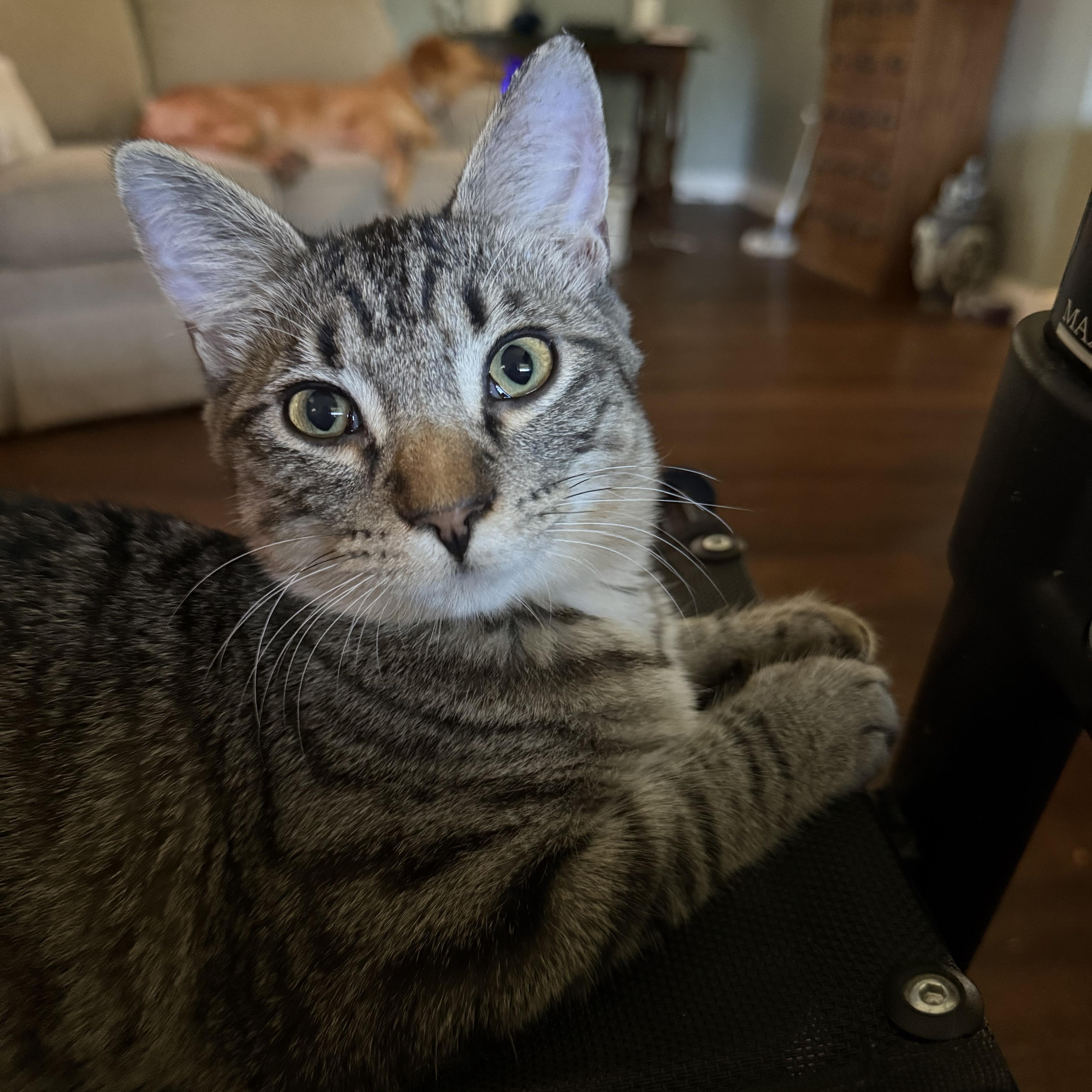 A baby small-sized male Tabby (Brown / Chocolate) Domestic Short Hair cat named Edgar for adoption in Indianapolis, IN