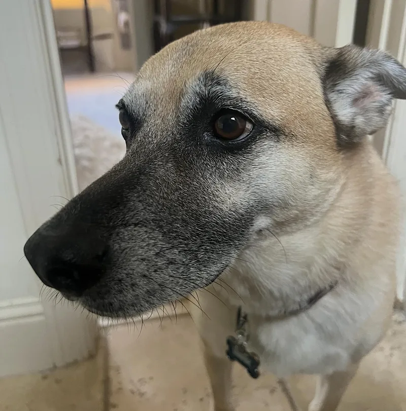 A senior medium-sized male Yellow / Tan / Blond / Fawn German Shepherd Dog dog named Hank for adoption in Amherst, MA