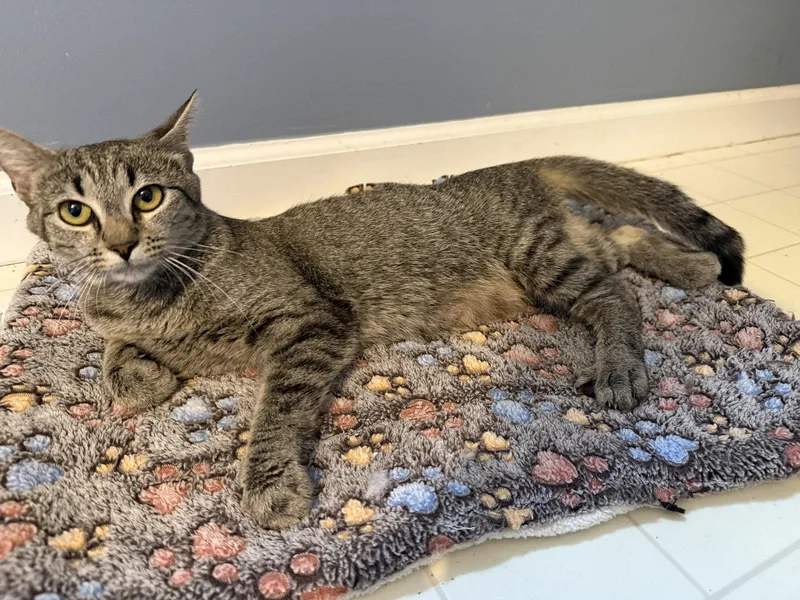 An adult medium-sized female Tabby cat named Carissa for adoption in Georgetown, KY