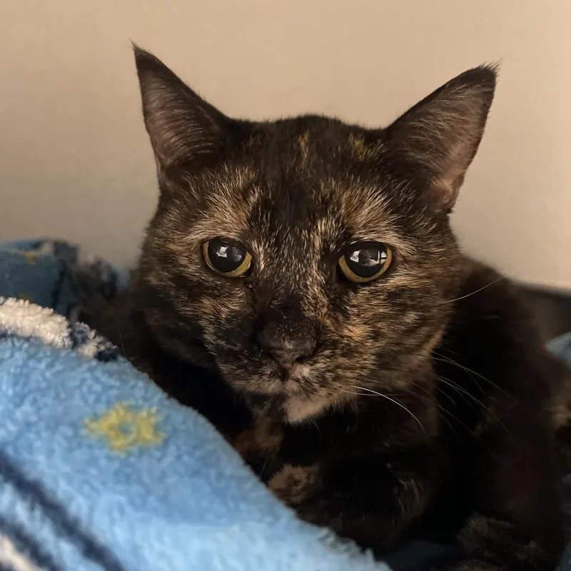 A senior small-sized female Tortoiseshell Domestic Short Hair cat named Ginger for adoption in Arlington Heights, IL