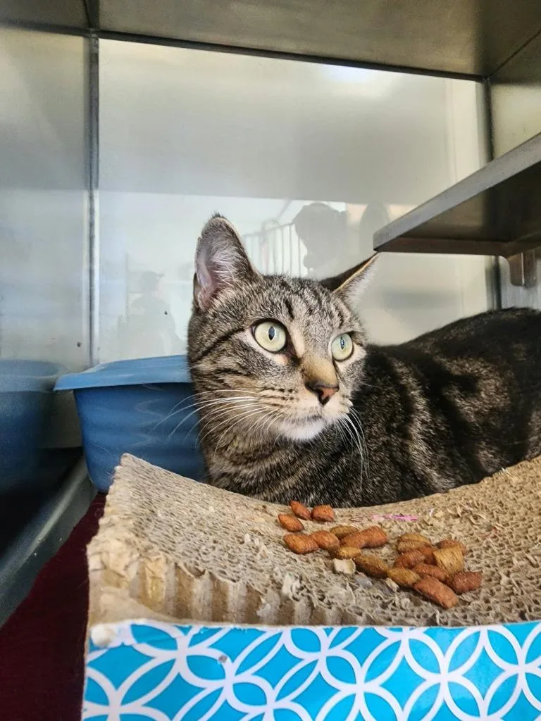 A young medium-sized female American Shorthair cat named Susan for adoption in New Kensington, PA