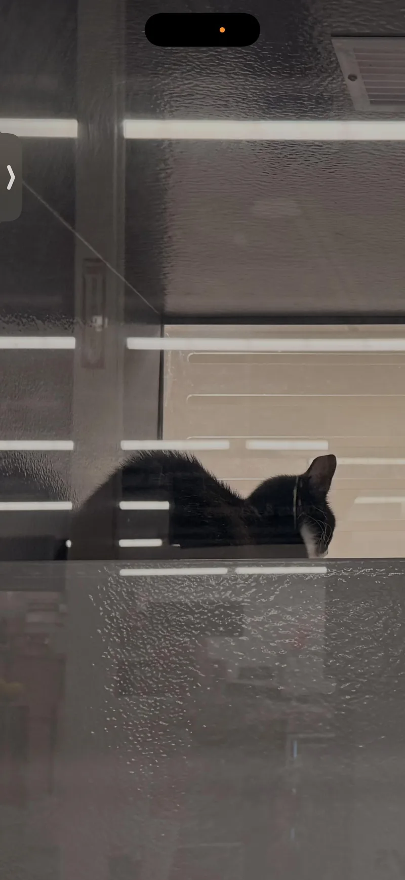 A young medium-sized female Domestic Short Hair cat named Eloise for adoption in Randolph, AL