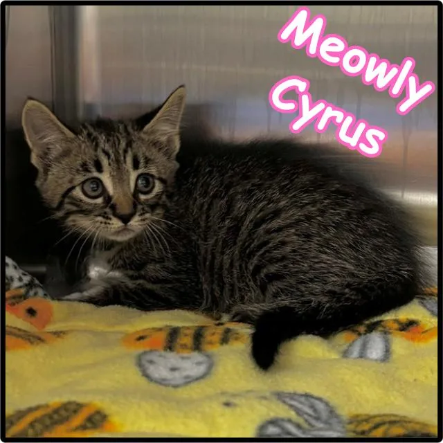 A baby small-sized female Brown / Chocolate Domestic Short Hair cat named Meowly Cyrus C for adoption in Princeton, MN