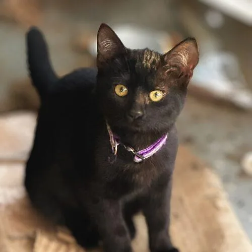 A baby small-sized female Black Domestic Short Hair cat named Soot Sprite for adoption in Tampa, FL