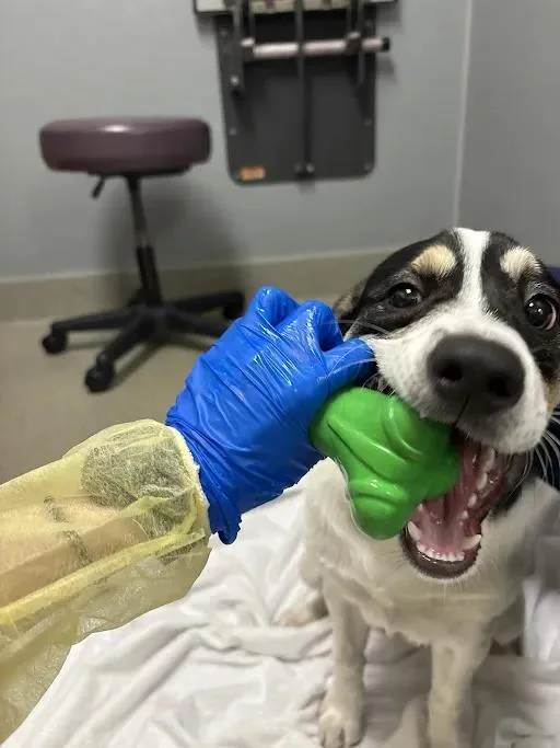 A young medium-sized male Chihuahua dog named Oreo for adoption in Las Vegas, NV