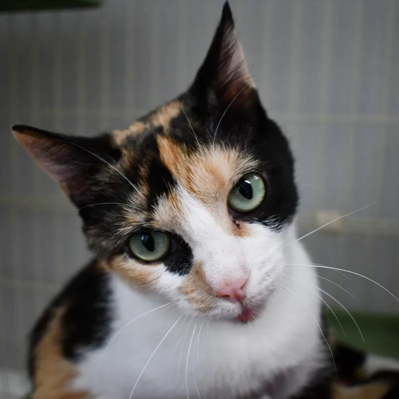 An adult medium-sized female Calico Domestic Short Hair cat named Esther for adoption in Johnson City, TN
