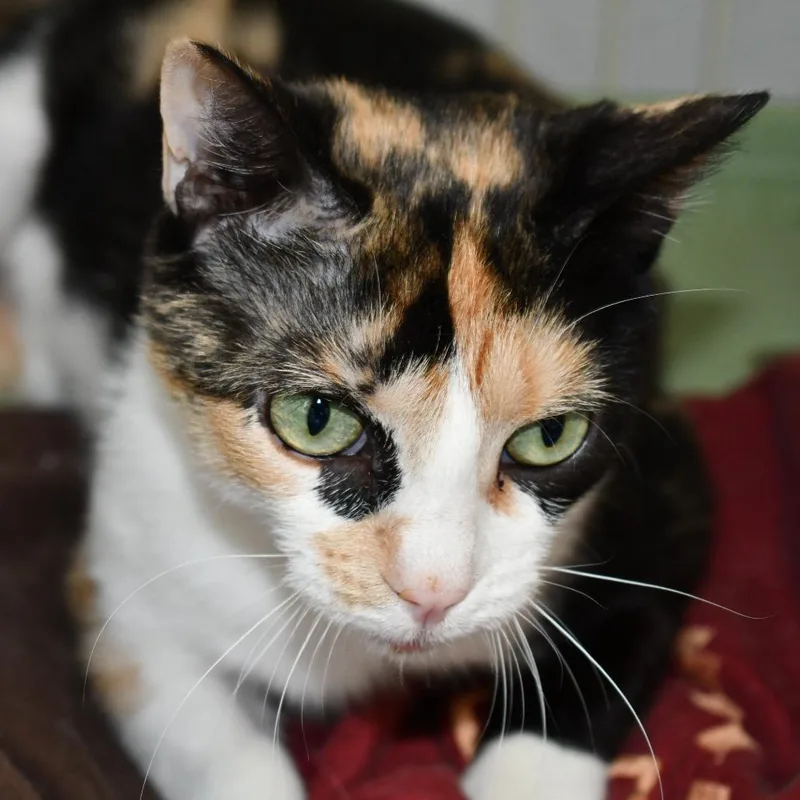 Esther thumbnail 3