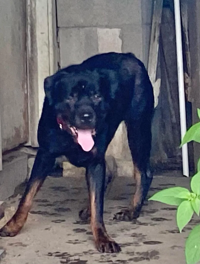 An adult large-sized male Rottweiler dog named Agar Ball Tossing for adoption in Rootstown, OH