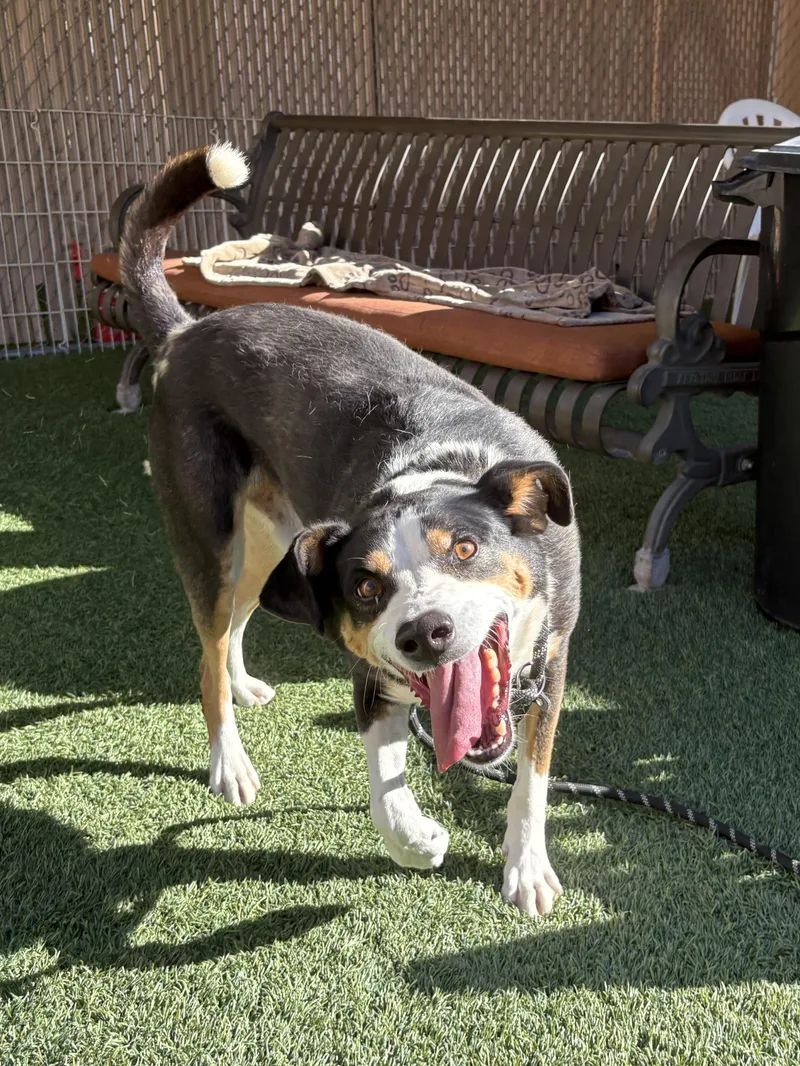 An adult medium-sized male Tricolor (Brown, Black, & White) Border Collie dog named Turbo for adoption in Mesquite, NV