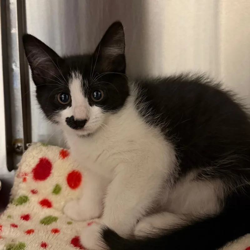A baby small-sized female White Domestic Short Hair cat named Dominos for adoption in Cody, WY