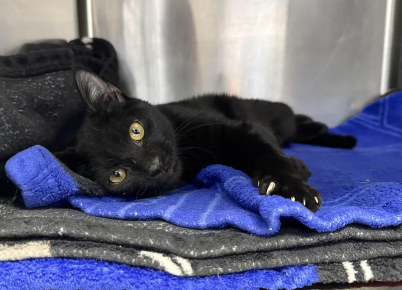 A young medium-sized male Black Domestic Short Hair cat named Salem for adoption in Savannah, GA