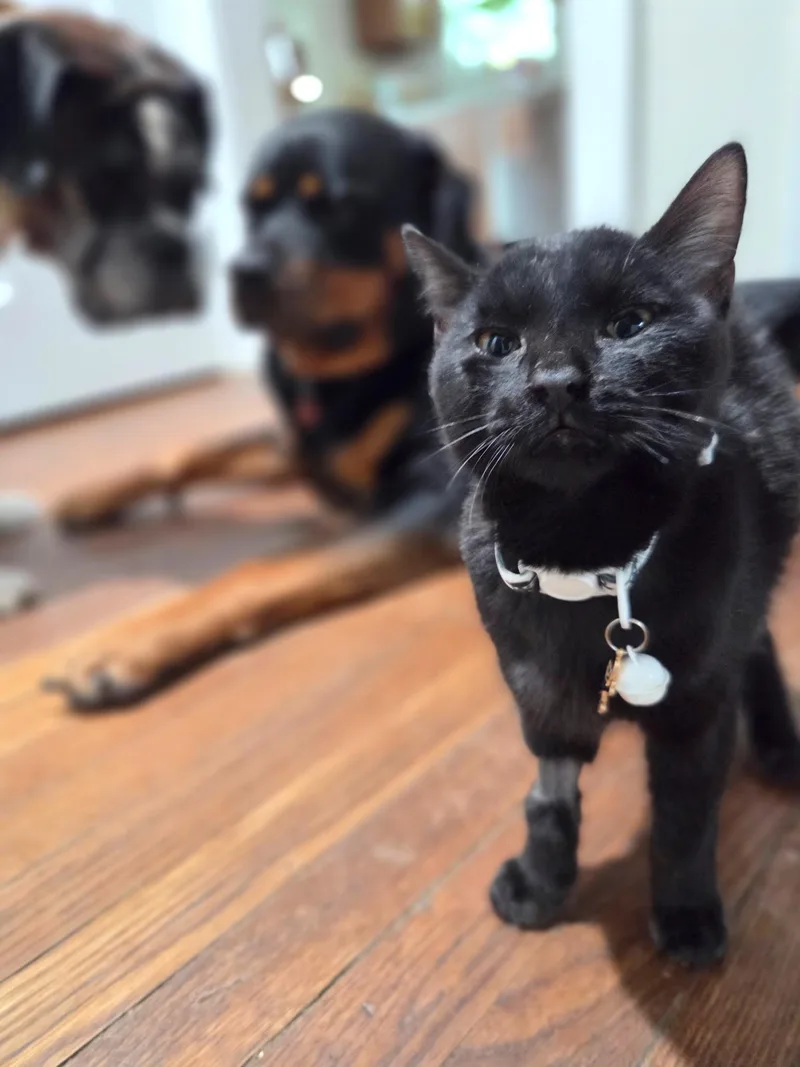 Salem thumbnail 2