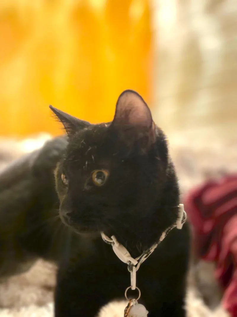 Salem thumbnail 3