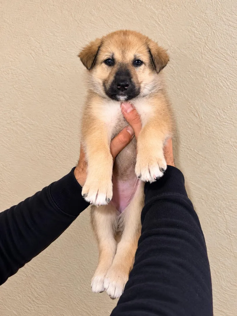 A baby medium-sized female German Shepherd Dog named Visenya for adoption in Lodi, CA