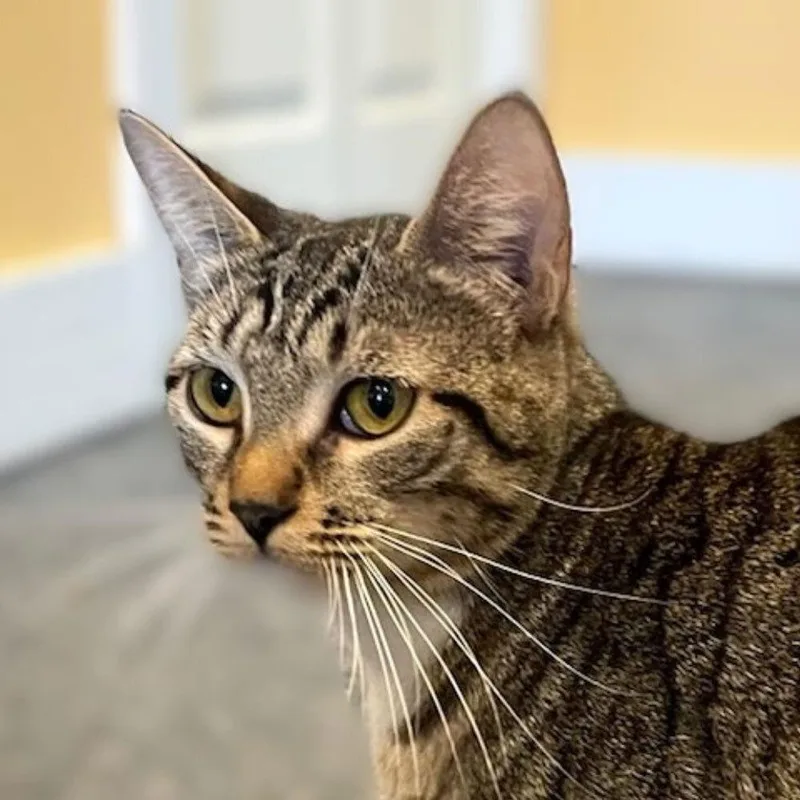 A young small-sized female Domestic Short Hair cat named Rhiannon for adoption in Port Washington, NY
