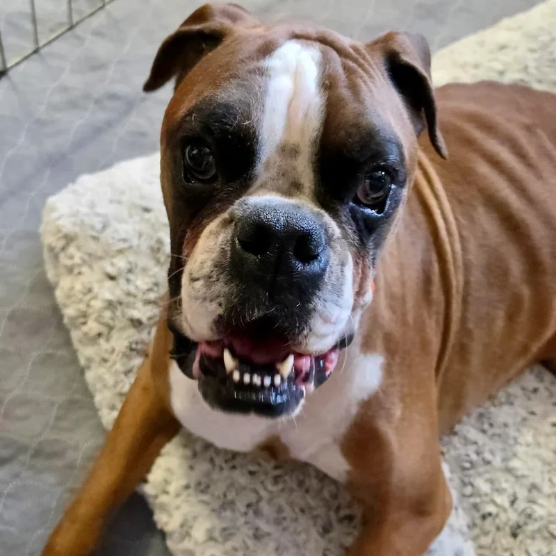 A senior medium-sized male Boxer dog named Canelo for adoption in McMinnville, OR