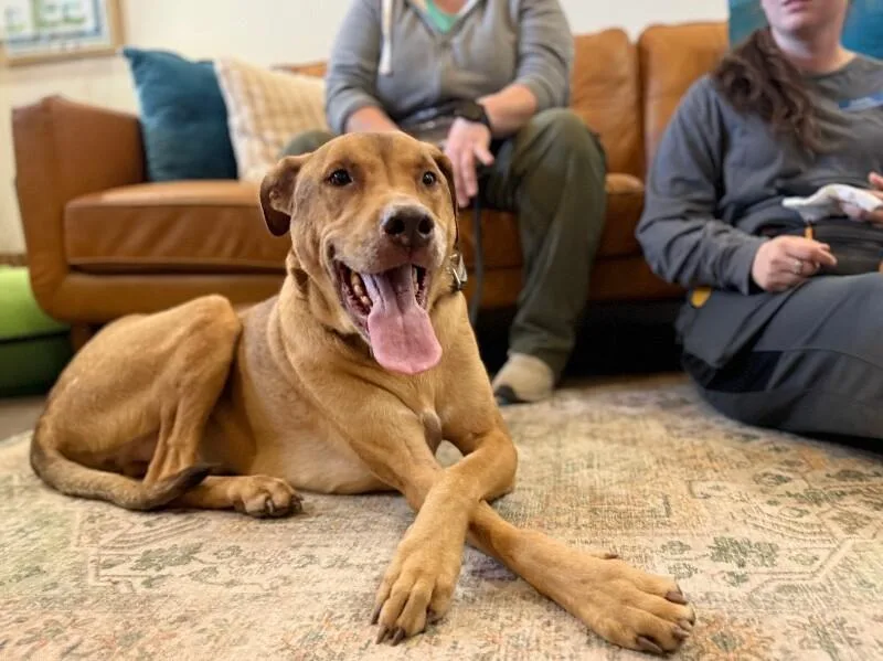 An adult extra large-sized male Yellow / Tan / Blond / Fawn Labrador Retriever dog named Cody Front Porch Friend for adoption in Friendswood, TX