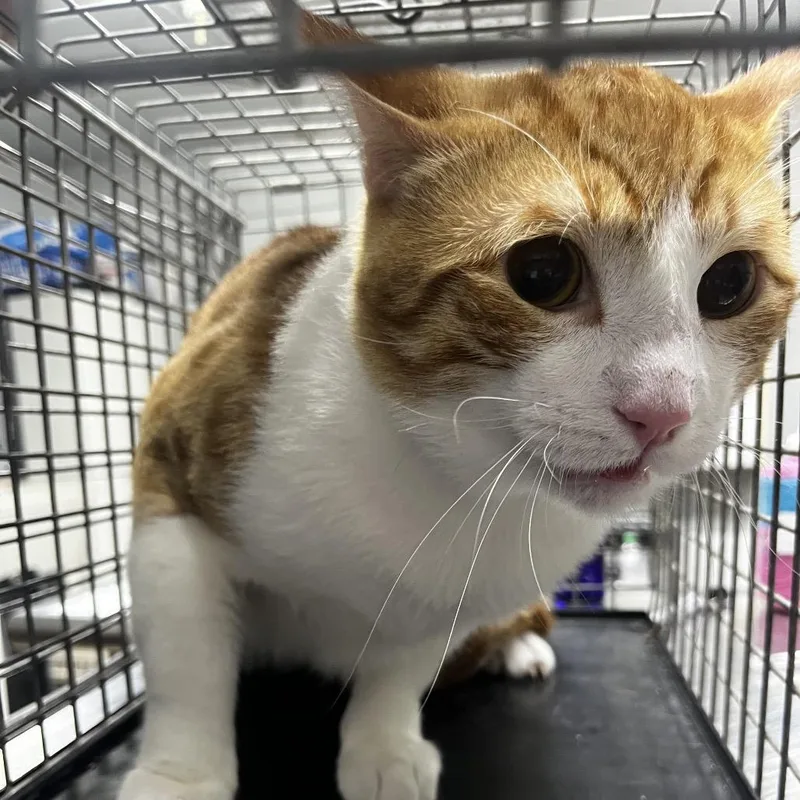 An adult large-sized male Orange / Red Domestic Short Hair cat named Tanner for adoption in Summerville, SC