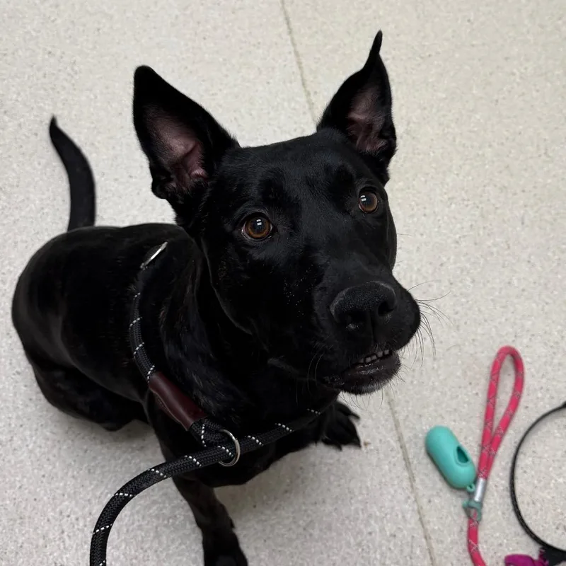 An adult medium-sized female Mixed Breed dog named Moo Moo for adoption in Murray, UT