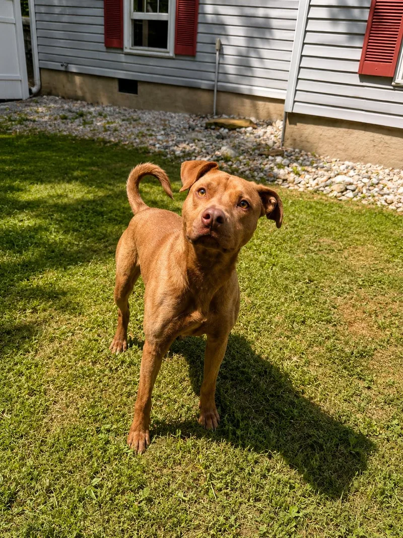 An adult medium-sized male American Staffordshire Terrier dog named Chaco for adoption in Dahlonega, GA