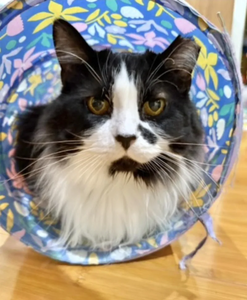 An adult medium-sized female Black & White / Tuxedo Domestic Long Hair cat named Beauty for adoption in Reeseville, WI