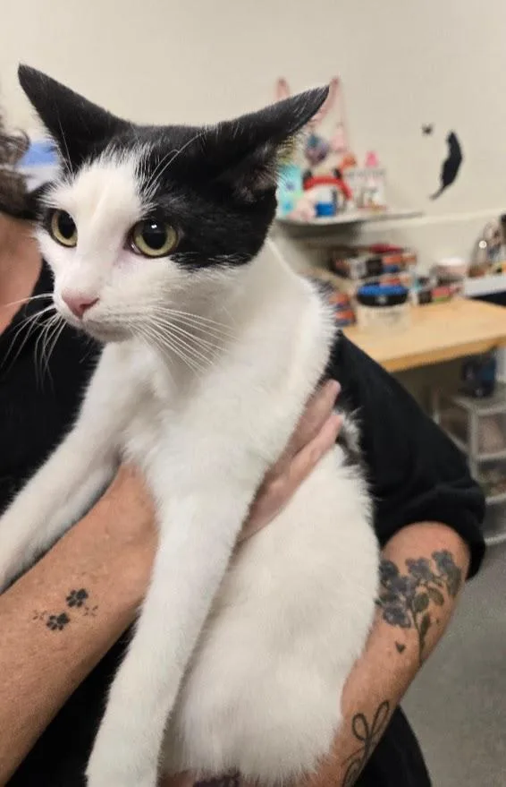 A baby small-sized male Domestic Short Hair cat named Martino for adoption in New Rochelle, NY