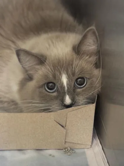 An adult medium-sized female Ragdoll cat named Lindsey for adoption in Philadelphia, PA