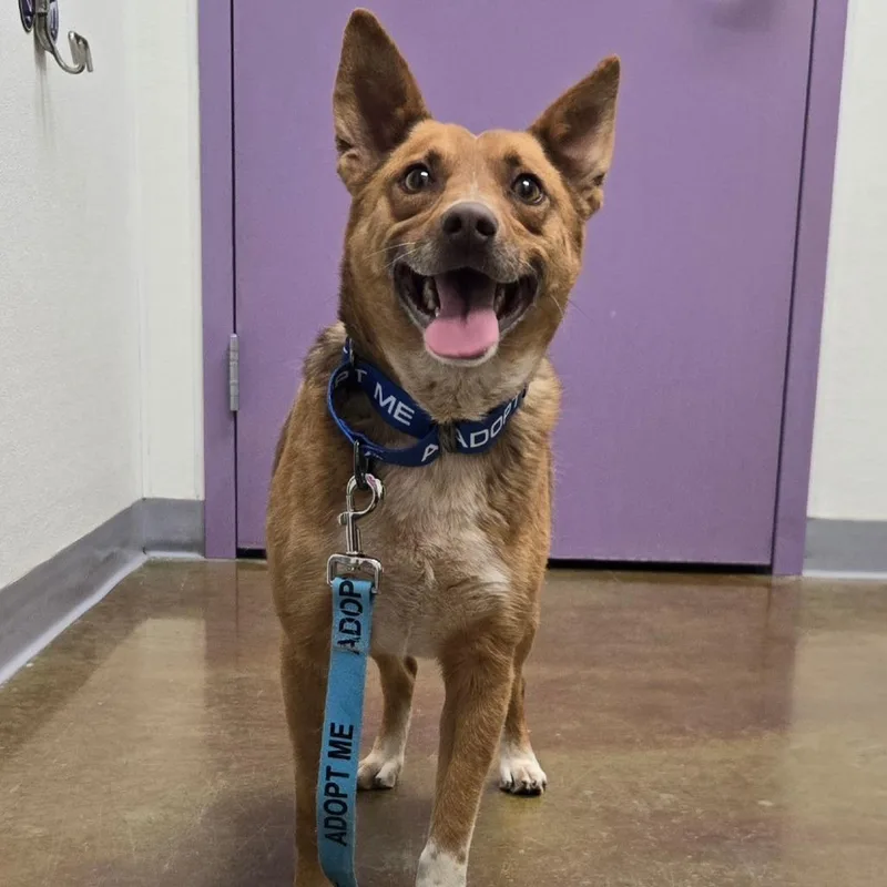 An adult medium-sized male Brown / Chocolate Cardigan Welsh Corgi dog named Lupin for adoption in Albuquerque, NM