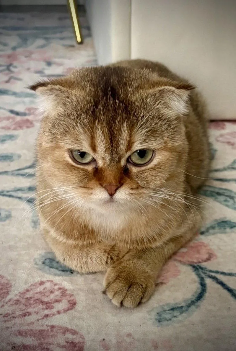 A young medium-sized female Scottish Fold cat named Toffee for adoption in Brooklyn, NY