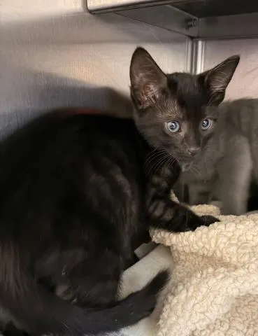 A baby small-sized male Domestic Short Hair cat named Bobby for adoption in San Pedro, CA
