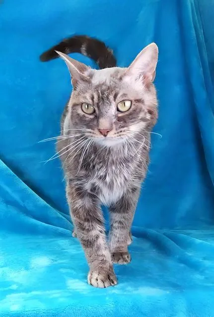 An adult medium-sized male Domestic Short Hair cat named Cosmo for adoption in Baldwin Park, CA